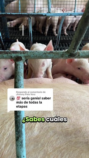 Nutrición en cerdos: Etapas de crecimiento y alimentación