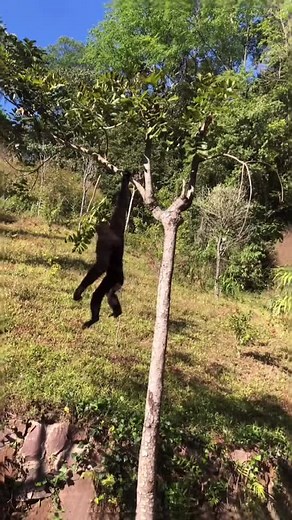 Funny Monkey Song Compilation