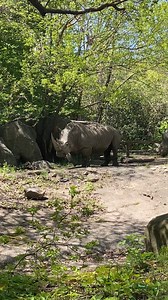 9.3K views · 673 reactions | Enjoy a #MomentofZoo with our southern...