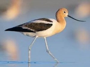 Avocet