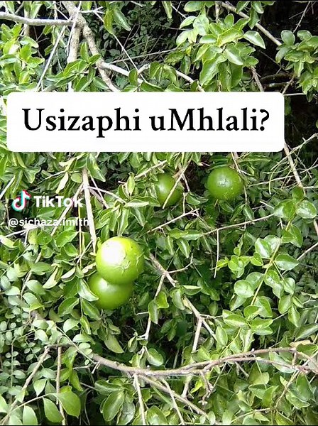 Umhlala Wenzani? Ukuhlola Imithi Yesintu