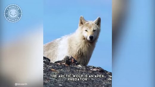 Arctic Wolf 🐺 The Legend of the Arctic! | 1 Minute Animals In the unforgiving cold of the Arctic, the Arctic Wolf stands as a true legend, embodying the resilience and majesty of this frozen realm. #ArcticWolf #ArcticLegend #WildernessMajesty #WolfPride #FrozenRealms | 1 Minute Animals