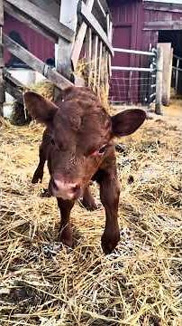 How big are Dexter cattle?