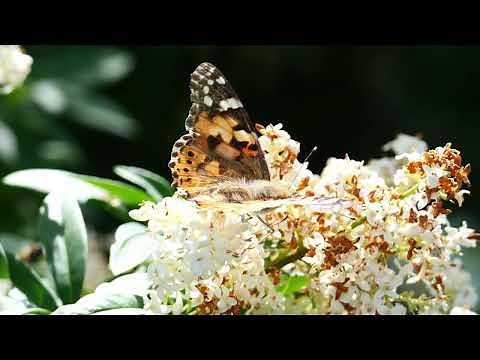 Polska przyroda film dokumentalny 2022