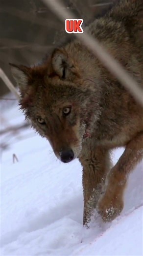 Wolves in the UK? 🐺🇬🇧