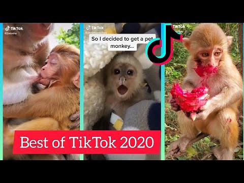 Baby Monkey TikToks to Cure Boredom - TikTok Compilation 2020