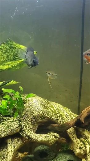 Zach Wyatt on TikTok