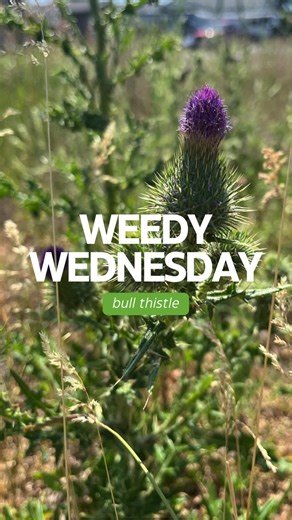 BULL THISTLE!!!! 🪻 Bull Thistle is found in most Canadian provinces and was introduced from Europe. They generate in disturbed areas and produce thick woody taproots. There are many different types of thistles and so correctly identifying the correct species is important. Helpful tools include ID books and online resources such as an mobile app called Seek. #EKInvasives #BCInvasives #InvasiveSpecies #EastKootenay #Conservation #EastKootenayConservation #KootRocks #KootenayLife #Biodiversity #Na