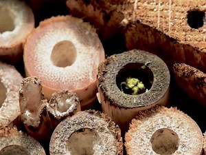 Bee'n'Bee: Want to save bees? • Ads of the World™ | Part of The Clio Network