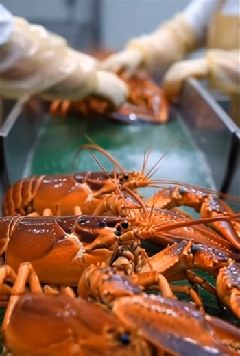 #seafood #factoryprocess #foodproduction #food #lobsterfactory