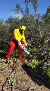 13 reactions · 4 comments | A Cal Guardsman in Task Force Rattlesnake practices operating a chainsaw March 29 on a hill above Lake Nacimiento. He forgot to say, “Timber!” | California National Guard | Facebook