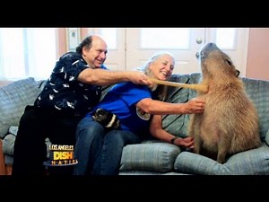 The World's Largest Pet Rodent!