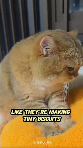 5 Hidden Signs Your Cat Truly Loves You 😻 | Must-Know Cat Behaviors Explained!