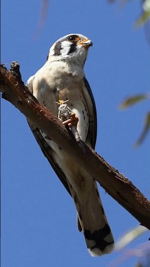 American Kestrel Mating