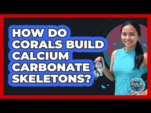 How Do Corals Build Calcium Carbonate Skeletons?