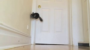 Epic Consecutive Chinchilla Jumps!