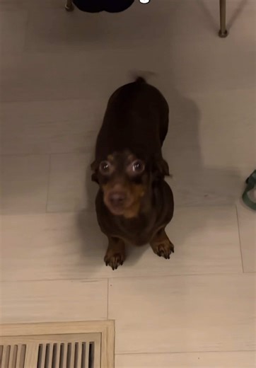 Sebby the Sausage Dog: Funniest Dachshund Moments