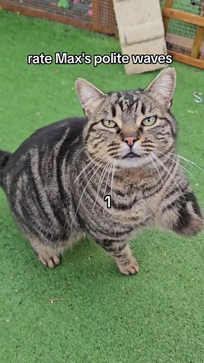 The Heartwarming Story of Three-Legged Max