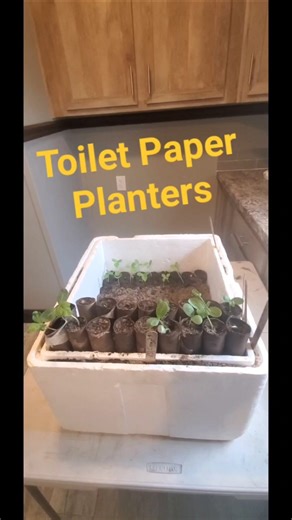 Do You Use Toilet Paper? (SAVE THE ROLE)