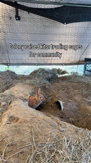 Bare Bear Farms on Instagram: "In a colony setup, no one grows up alone. Rabbits live on the earth, not in boxes. Kits raised alongside their elders learn social cues early, build strong legs, and move with confidence — because they’re raised the way rabbits naturally live: in community, with space to run and dig. Our colony is made up of one buck and three does — Peanut Butter, Phoenix, Darkness, and Shadow. Together, they shape the space. Shade is shared. Airflow is found. Quiet corners and bu