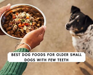 The 8 Best Dog Foods for Older Small Dogs with Few Teeth! - We Love Doodles