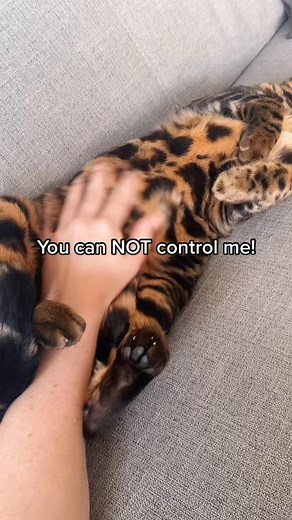 3.2K views · 48 reactions | Mowgli is definitely in control  #kitten #animals #bengalcat #cat #funnyvideo | thedognamed.leo | Facebook