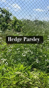 Hedge parsley, or Torilis japonica, is a biennial plant found in hedgerows and fields. It has fern-like leaves, small white flowers, and can grow up to 1.5 meters tall. Often mistaken for other carrot family plants, it spreads via uniquely hooked seeds that attach to animals and humans. #smithsgardentown #hedgeparsley #gardening #hedgerow #torilisjaponica #beggerslice #tallsockdestroyer #stickerburrs #burrs | Smith's Gardentown