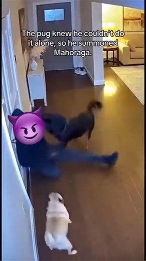 got his face ripped off 😭#draw #jjk #pug #manga #dog #akknight