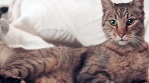 190K views · 637 reactions | Save 25% on Meow Mix Grain Free Cat Food with Target Circle. | Target | Facebook