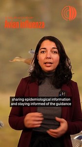 3.4K reactions · 374 shares | The latest avian influenza (or...