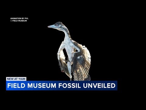 Dinosaur fossil to be displayed at The Field Museum