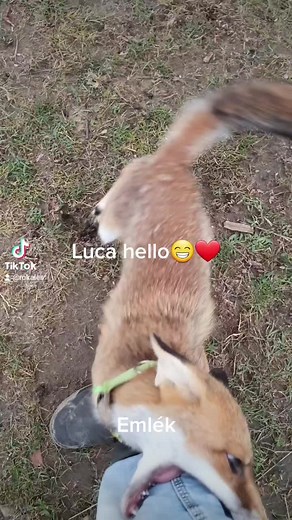Playful Fox Interacts with Dog in Outdoor Setting