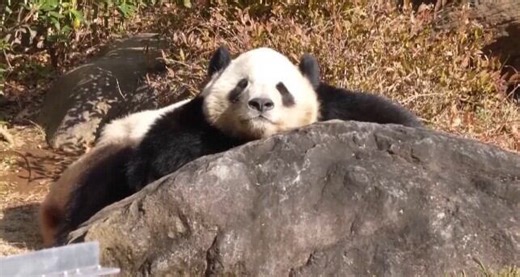 ‘Keep your fingers crossed’: Hosting pandas a possibility for Honolulu Zoo