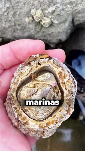 Saving the lives of sea turtles