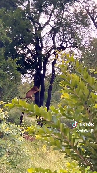 Hyenas in the Wild: A Glimpse into Their Natural Habitat