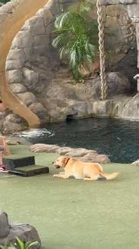 Lucky in the Animal Show at Universal Studios! #animals #show #pov