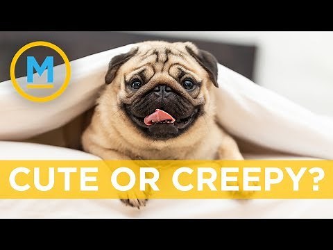 This MRI of a pug looks like something out of an alien movie | Your Morning