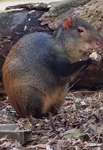 46K views · 141 reactions | Did you know that we have two red-rumped...