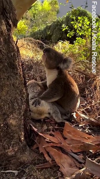 Heartbreaking vision shows koala mourning its mate