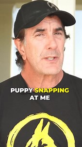 2.8K views · 193 reactions | How do you handle puppy biting? I think...