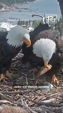 The wind nearly blows an eagle's nest off of a tree