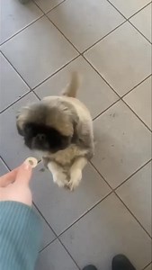 Rango has been returned due to no fault of his own ….. The new homes male doggy keeps attacking him and because he only has one eye the family have decided to rather return him scared he looses his only eye 😔 🐾💙 Come Meet this soft boy Rango 💙🐾 This gorgeous five-year-old boy is ready to steal your heart! 😍 Rango is healthy, full of life, and oh-so-cute. With his beautiful looks and gentle nature, he’s just waiting for that perfect family to love him forever. 🏡✨ If you’ve been looking for