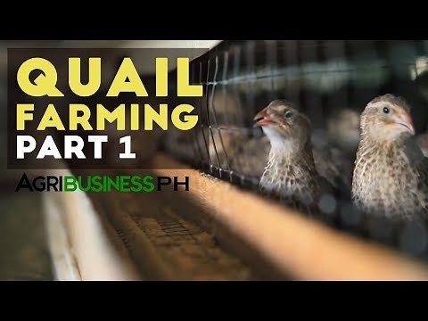 How to start quail farming business | Quail farming part 1 #Agribusiness