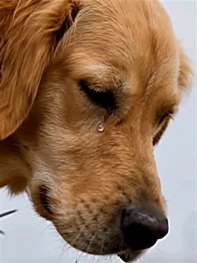 Ai generated dogs video #trinding #flpyシ #dogsvideo #growmyaccount✅ #500kviews🙏