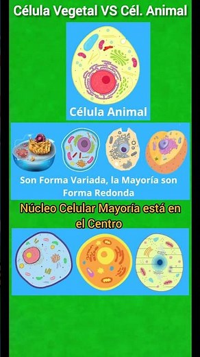 Diferencia entre Célula Vegetal VS Célula Animal #biología