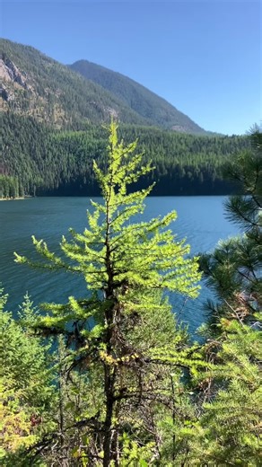 Tree Identification - 3 species