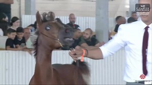 10K views · 1.3K reactions | The Arabian Horse Galilee Show 2023 - Futurity Fillies B (Class 2) Higher score of the show with 92.13 and class winner is.... YAF GBRAA AL FWARES (AJMAN MONISCIONE | CHANEL NK)!! Congrats AL FAWARES STUD - YOSEF ABU FARIS! | Arabian Essence di Elvis Giughera | Facebook