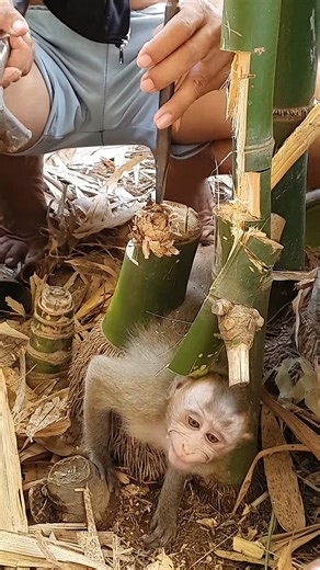 Lost and scared in the wild #SaveWildlife #RescueNow | Charming Chimps