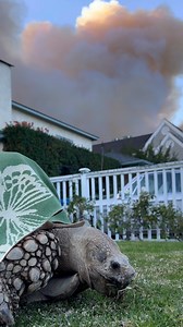 13K views · 120 reactions | Social media star Caitlin Doran documented her escape from the deadly Palisades Fire with her 175-pound tortoise, Tiptoe, on social media. | Detroit Free Press | Facebook
