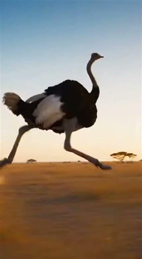 Cheetah vs Ostrich: The Ultimate High-Speed Chase on the Plains!